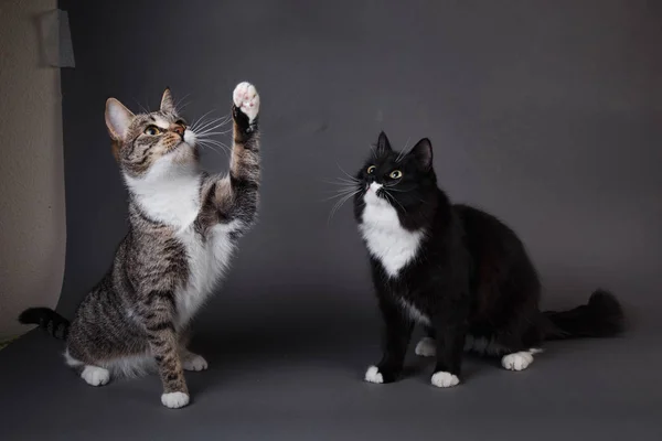 Porträtt av två söta kattungar en svart kattunge och grå strippad på grå bakgrund i studio — Stockfoto