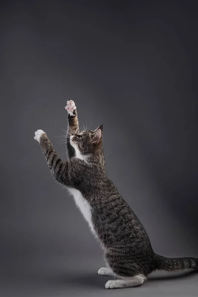 스튜디오의 회색 배경에 있는 작은 회색 고양이의 사진 — 스톡 사진