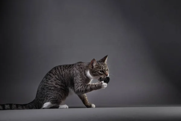 Retrato de gatito gris sobre fondo gris en estudio —  Fotos de Stock