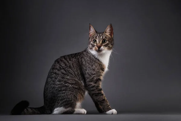 Портрет маленького серого котенка на сером фоне в студии — стоковое фото