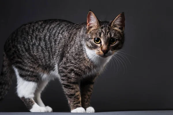 Porträtt av lilla grå kattunge på grå bakgrund i studio — Stockfoto