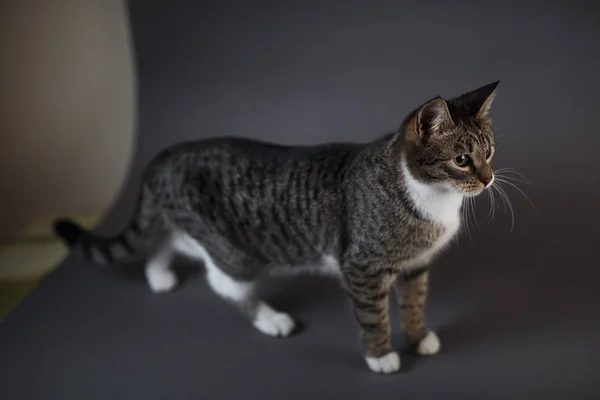 Portret małego szarego kotka na szarym tle w studio — Zdjęcie stockowe