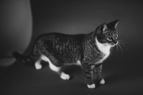 Portrét malého šedého koťátka na šedém pozadí ve studiu — Stock fotografie