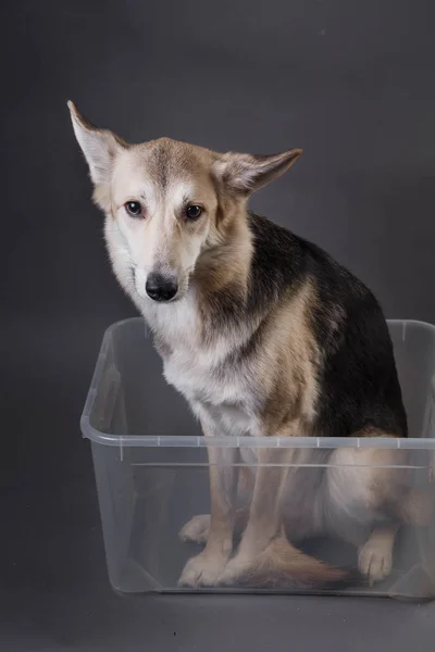 Cute mongrel dog sitting in transparent plastic container and waiting for a trip