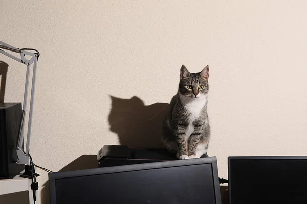 Piękny kot siedzi przy komputerze i patrzy w kamerę — Zdjęcie stockowe