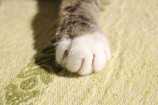 Крупним планом вид на милий смугастий кошеня лапи — стокове фото