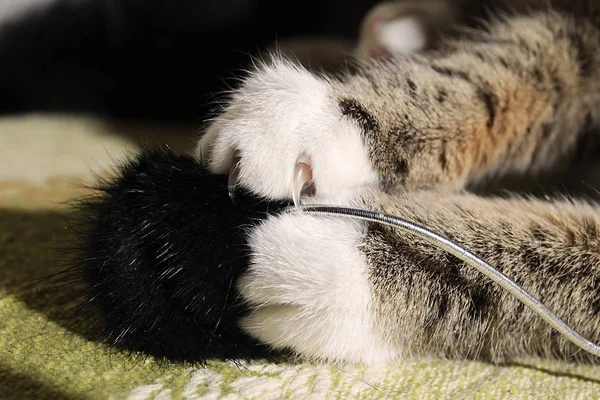 Close-up bekijken een op een schattig gestreepte kitten poot — Stockfoto