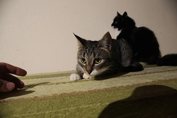 Two kitten lying on green sofa. indoor shooting — Stock Photo, Image