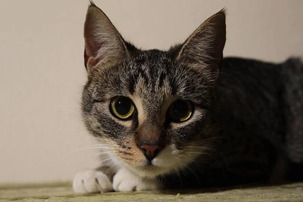 Κοντινό πορτρέτο ενός χαριτωμένου ριγέ γατάκι — Φωτογραφία Αρχείου