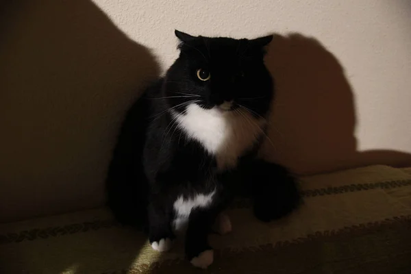 Közelkép egy fekete rémült macskáról. beltéri fényképezés — Stock Fotó