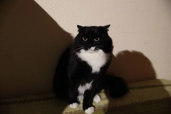 Zamknij portret czarnego przestraszonego kota. strzelanie wewnątrz budynków — Zdjęcie stockowe