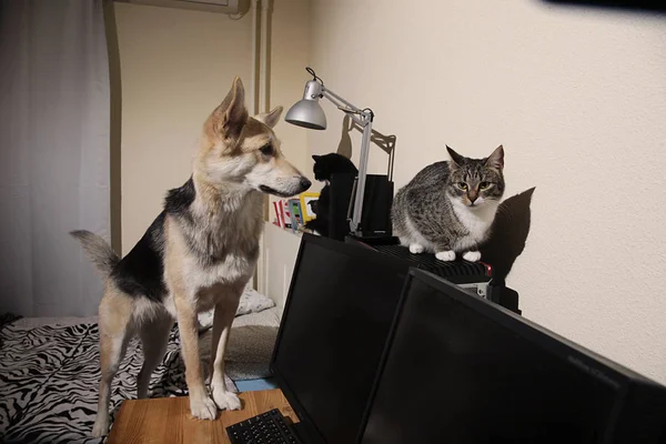 Um cão curioso quer conhecer um gatinho. Interior — Fotografia de Stock