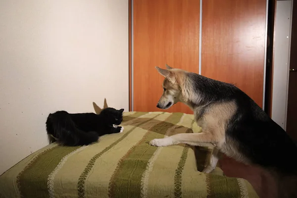 Ver a un lindo perro mestizo persiguiendo a rayas gatito. interior —  Fotos de Stock