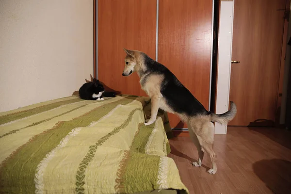 View at a cute mongrel dog chasing striped kitten. indoor — Stock Photo, Image