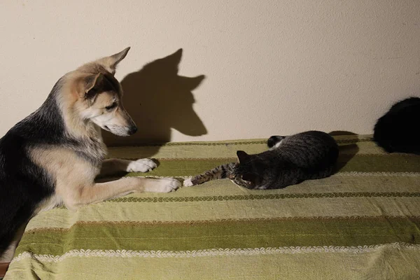 Melihat anjing anjing anjing mongrel yang lucu mengejar kucing belang. dalam ruangan — Stok Foto