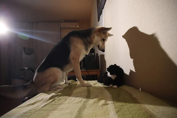 View at a cute mongrel dog chasing striped kitten. indoor — Stock Photo, Image