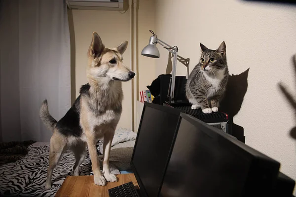 Curious dog wanna meet a kitten. Indoor — Stock Photo, Image