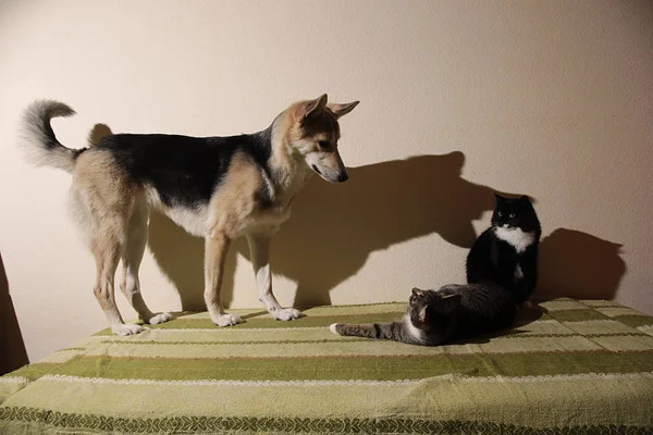 Vista para um cão rafeiro bonito perseguindo gatinho listrado. interior — Fotografia de Stock