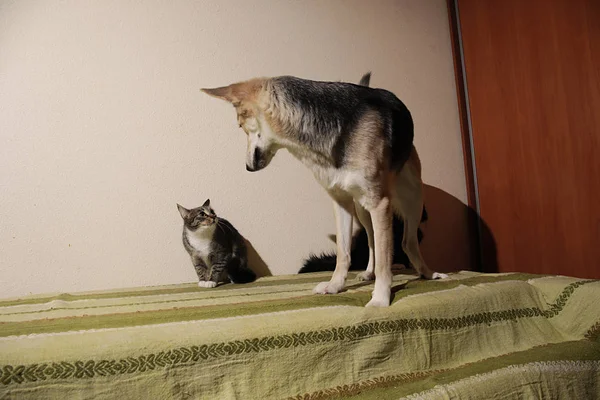 Ver a un lindo perro mestizo persiguiendo a rayas gatito. interior —  Fotos de Stock