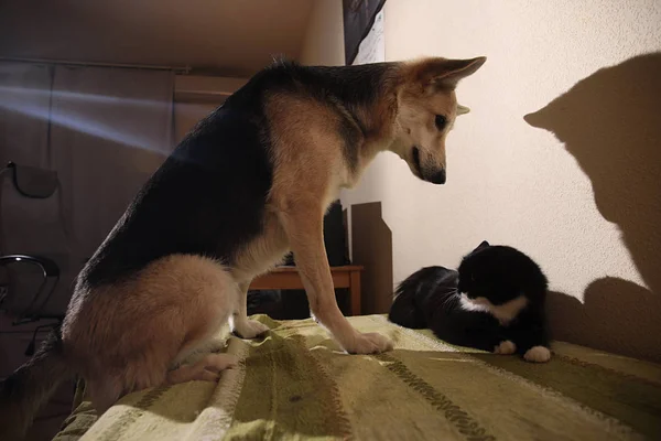 Ver a un lindo perro mestizo persiguiendo a rayas gatito. interior —  Fotos de Stock