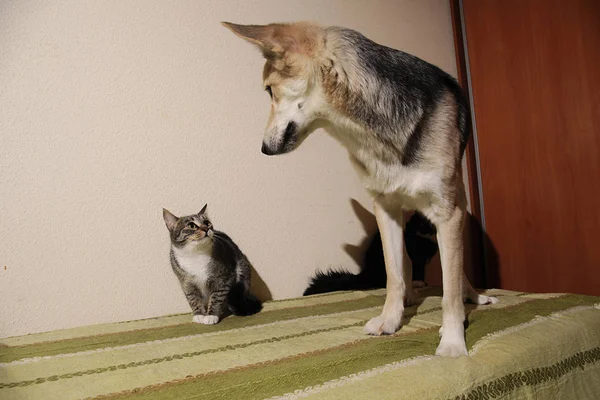 Ver a un lindo perro mestizo persiguiendo a rayas gatito. interior —  Fotos de Stock