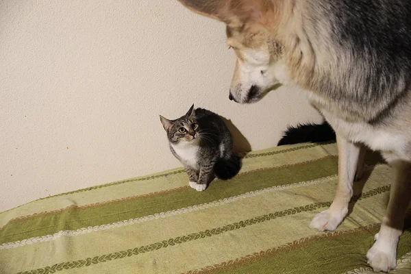 Вид на милую дворняжку, гоняющуюся за полосатым котенком. indoor — стоковое фото