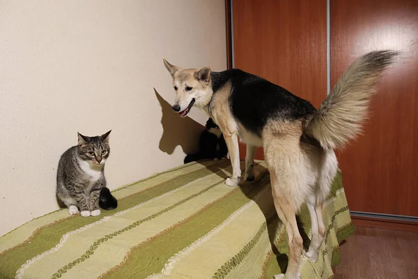 View at a cute mongrel dog chasing striped kitten. indoor — Stock Photo, Image