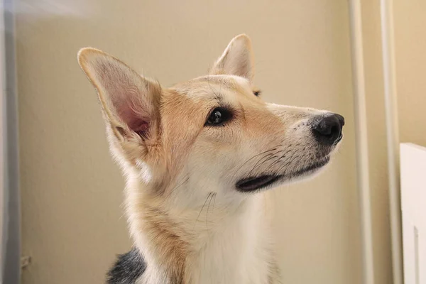 Κοντινό πορτρέτο του μπάσταρδου σκύλου περίεργος κοιτάζοντας πέρα — Φωτογραφία Αρχείου