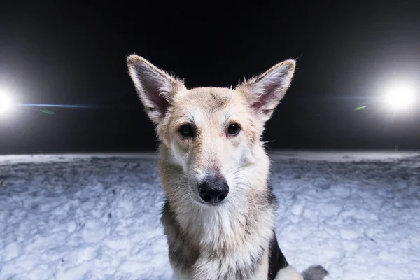 Korcs kutya ül a hóban fehér fény szeme a háttérben a sarki téli éjszaka — Stock Fotó