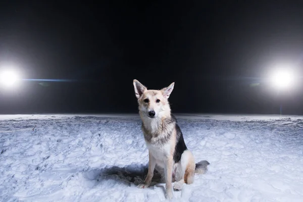 Korcs kutya ül a hóban fehér fény szeme a háttérben a sarki téli éjszaka — Stock Fotó