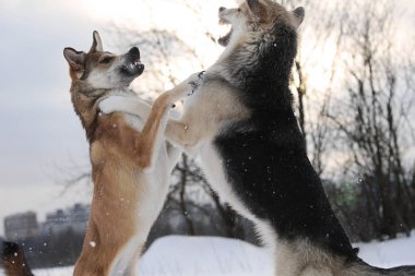 İki melez köpek kar için kavga ediyor.