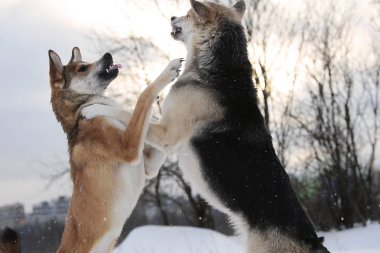 İki melez köpek kar için kavga ediyor.