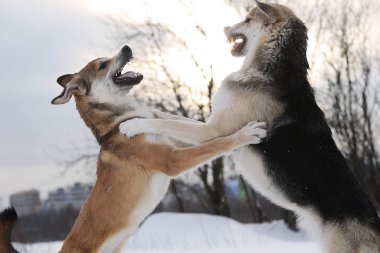 İki melez köpek kar için kavga ediyor.