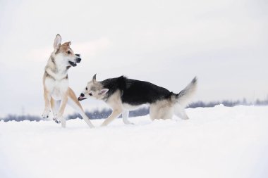 İki melez köpek kar için kavga ediyor.