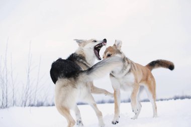 İki melez köpek kar için kavga ediyor.
