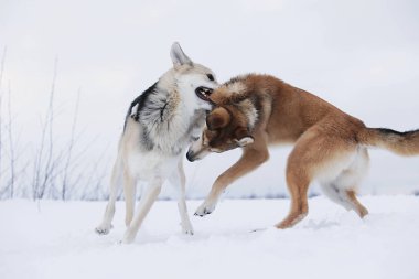 İki melez köpek kar için kavga ediyor.