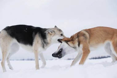 İki melez köpek kar için kavga ediyor.
