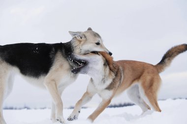İki melez köpek kar için kavga ediyor.