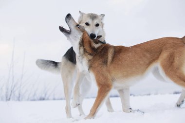İki melez köpek kar için kavga ediyor.