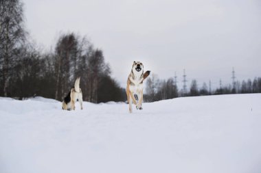 Karlı kışta tatlı melez köpek. Köpek koşuyor ve karda eğleniyor.