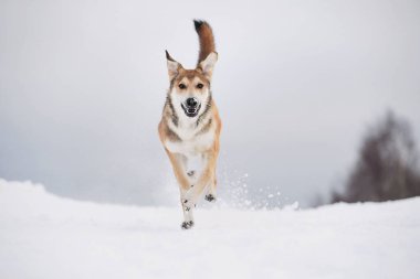 Karlı kışta tatlı melez köpek. Köpek koşuyor ve karda eğleniyor.