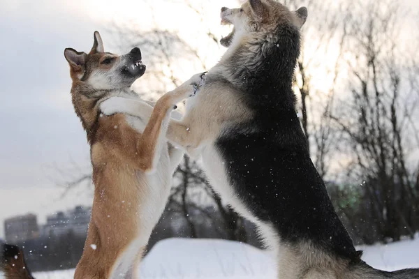 Dos perros mestizos peleando por un backgroung de nieve — Foto de Stock