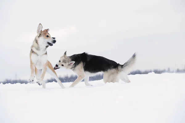Dois cães rafeiros lutando por um backgroung de neve — Fotografia de Stock