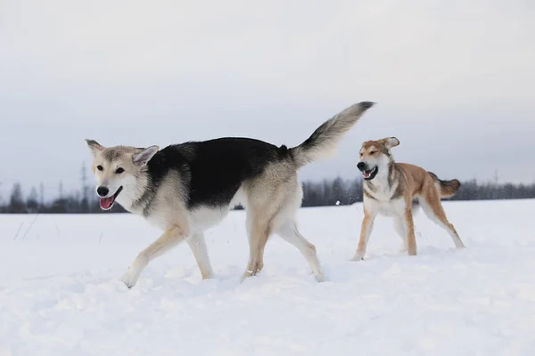 Due cani bastardi che litigano per uno sfondo di neve — Foto Stock
