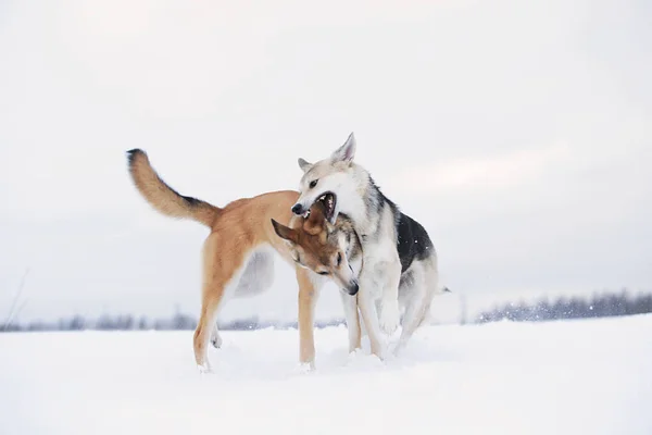 Dva voříškové bojující o sněhové pozadí — Stock fotografie