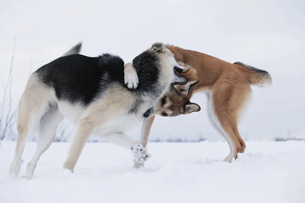 雪の上で戦っている2匹のモングレル犬 — ストック写真