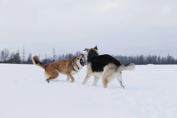 Dois cães rafeiros lutando por um backgroung de neve — Fotografia de Stock