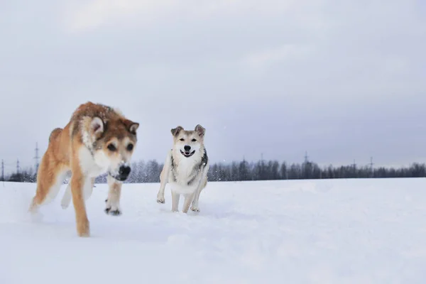 Vista em dois cães que jogam e correm um para o outro em um prado . — Fotografia de Stock