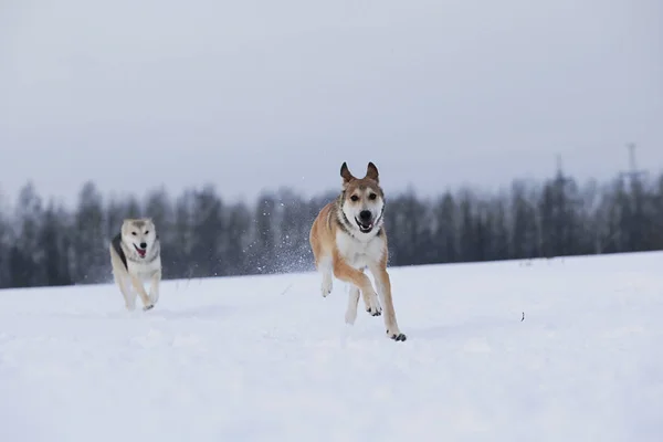 Bekijk twee honden die naar elkaar spelen en rennen in een weide. — Stockfoto