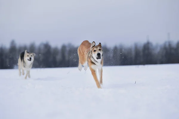 Bekijk twee honden die naar elkaar spelen en rennen in een weide. — Stockfoto